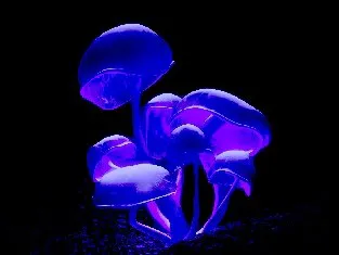 פטריות בוהקות